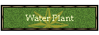 Water Plant